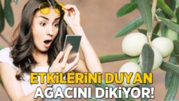 ‘Beyaz zeytin olur mu’ demeyin! Bu etkilerini duyan hemen ağacını dikiyor