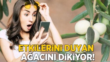 ‘Beyaz zeytin olur mu’ demeyin! Bu etkilerini duyan hemen ağacını dikiyor