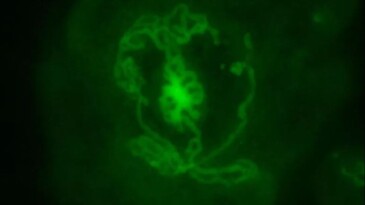 Bilim insanları testis yarattı