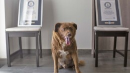 Bobi’ye verilen ‘dünyanın en yaşlı köpeği’ unvanı geri alındı