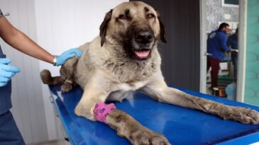 Kayseri’de zehirlenen köpek tedaviye alındı