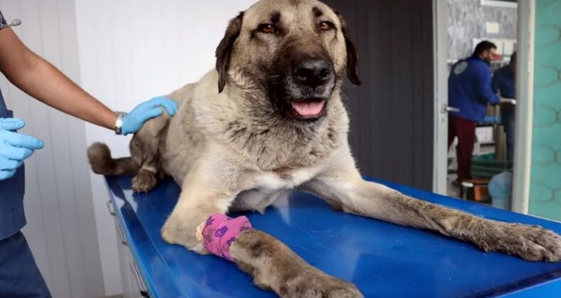 Kayseri’de zehirlenen köpek tedaviye alındı