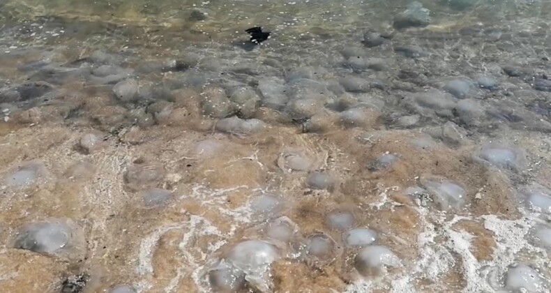 Mersin’de çok sayıda ölü denizanası sahillere vurdu