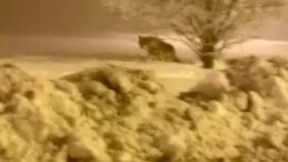Muş’ta aç kalan kurt şehre inip köpek parçaladı