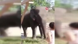 Tayland’da korkunç olay! Dilendirilen fil sahibini ezerek öldürdü