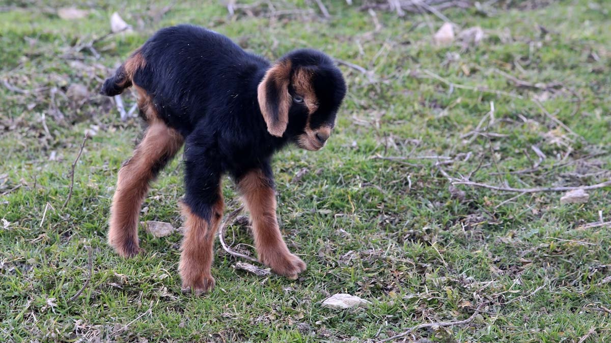 Üç ayaklı oğlak ‘Pamuk’ sevgiyle yaşıyor