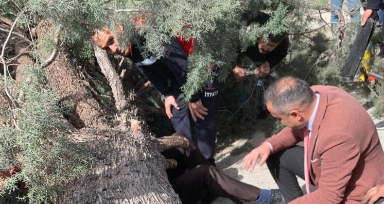 Belediye başkanı adayı ve oğlu devrilen ağacın altında kaldı