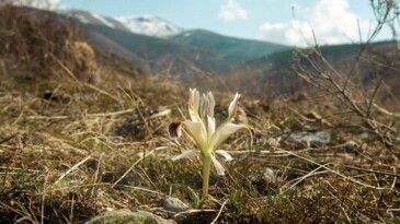 Beydağı’nın eteklerinde nevruz çiçekleri açtı