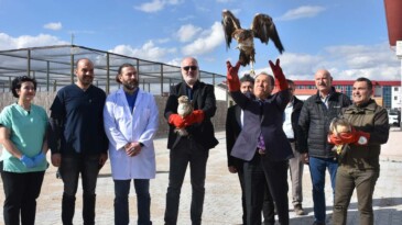 Bitkin bulunan kuşlar yeniden doğaya salındı