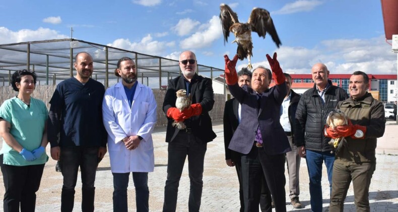 Bitkin bulunan kuşlar yeniden doğaya salındı