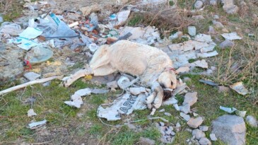 Burası Ankara! Ağzı ve ayakları plastik kelepçeyle bağlı tecavüze uğradı