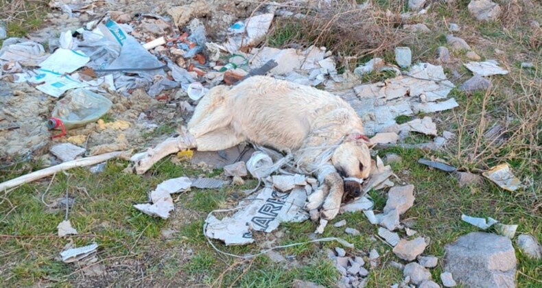 Burası Ankara! Ağzı ve ayakları plastik kelepçeyle bağlı tecavüze uğradı
