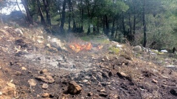 Deniz manzaralı orman talanına jandarma baskını