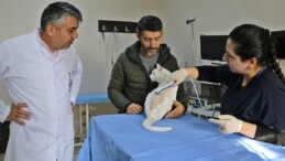 Felç olan ‘Venüs’ özel tedaviyle artık yürüyor