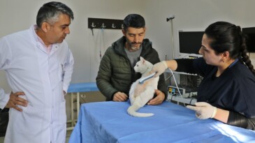 Felç olan ‘Venüs’ özel tedaviyle artık yürüyor