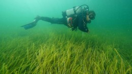 İki yeni deniz çayırı alanı keşfedildi