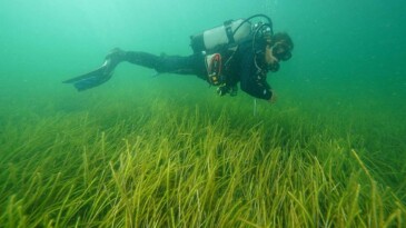İki yeni deniz çayırı alanı keşfedildi