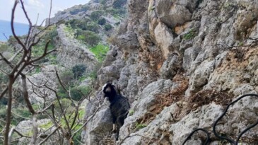 Kayalıklarda mahsur kalan keçi kurtarıldı