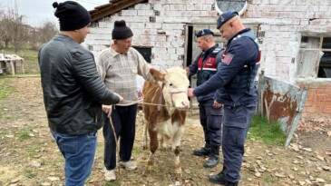 Sinop’tan çalınan inek Kastamonu’na bulundu