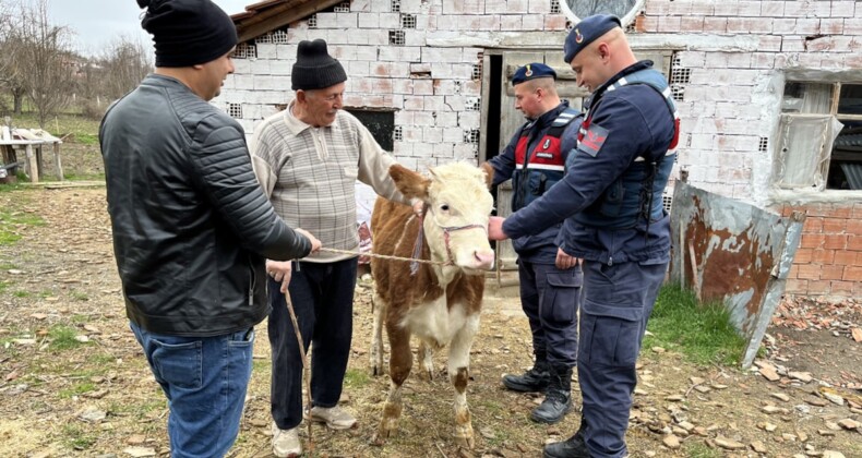 Sinop’tan çalınan inek Kastamonu’na bulundu