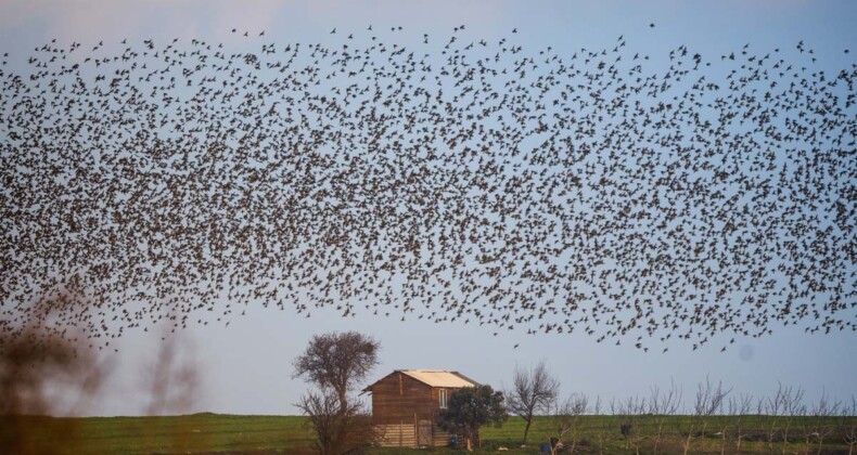 Uluabat Gölü kıyısında sığırcıkların dansı büyüledi