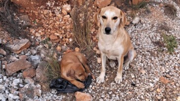 Yavru köpeklere eziyet: Kulak ve kuyruklarını kestiler