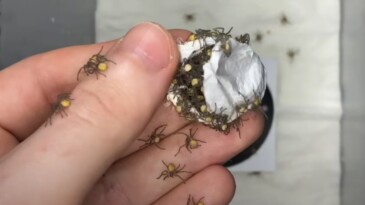 Yüzlerce minik örümceğin serbest kaldığı anlar dehşet yarattı
