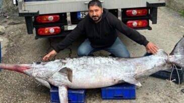 3 metre boyundaki kılıç balığını 30 bin liraya sattı