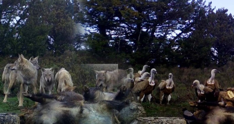 Akdağ’da kurtlar ve akbabalar bir araya geldi