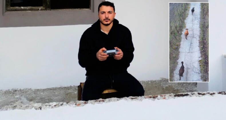 Arazide otlayan inekleri evinden çıkmadan dron ile ahıra getirdi: Anneme şok