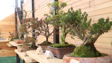 Avrupa’nın en büyük bonsai müzesi Yalova’da açıldı