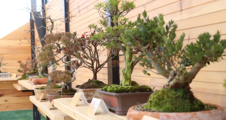 Avrupa’nın en büyük bonsai müzesi Yalova’da açıldı