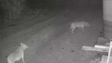 Bitkin halde bulunan karaca doğaya salındı