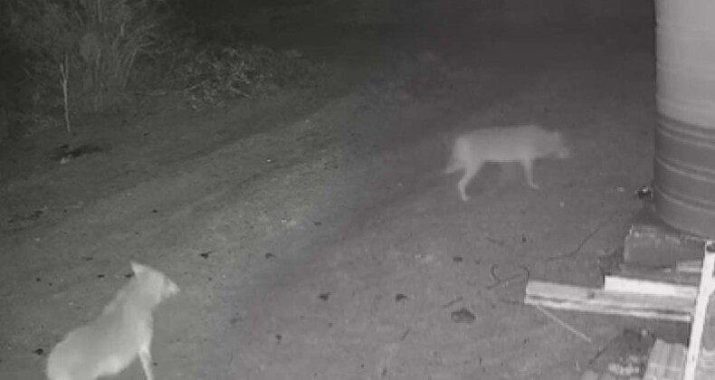 Bitkin halde bulunan karaca doğaya salındı