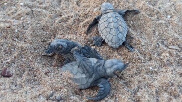 Caretta carettalar için gönüllü aranıyor
