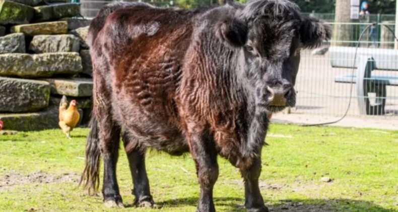 Hollanda’da ineğe tecavüz eden Türk adam ülkeyi ayağa kaldırdı