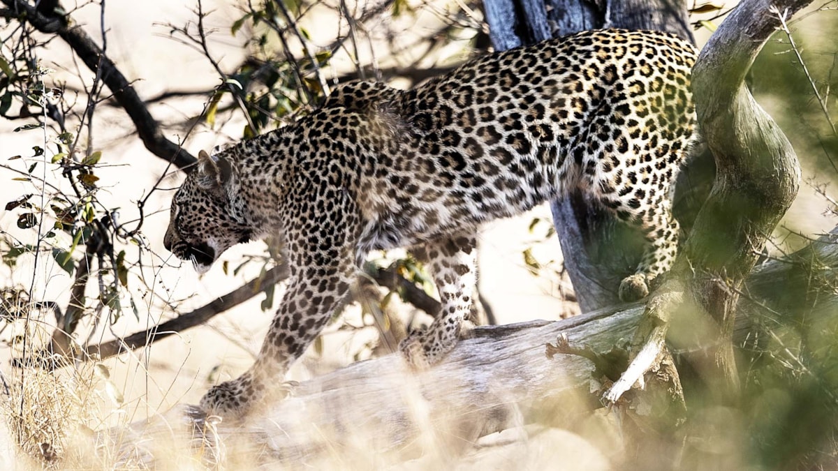 Kaçak avcılar yırtıcıları zehirliyor