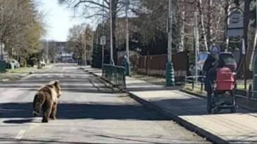 Kasabaya inen ayı panik yarattı