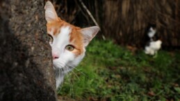 Kimyasal dolu tanka düşen kedi şehri alarma geçti