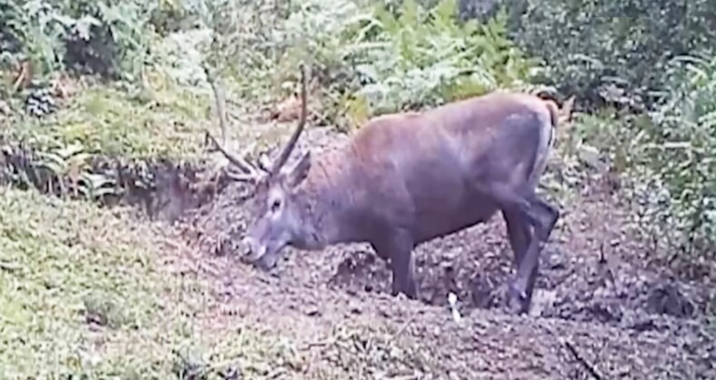 Samsun’un yaban hayatı fotokapanda