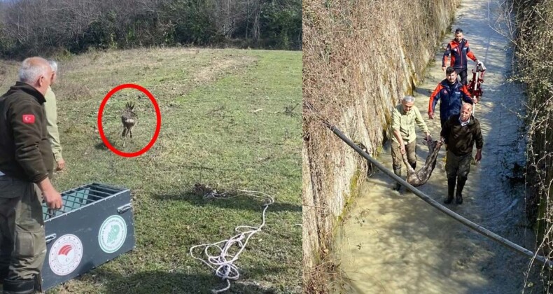Su kanalına düşen karaca kurtarıldı