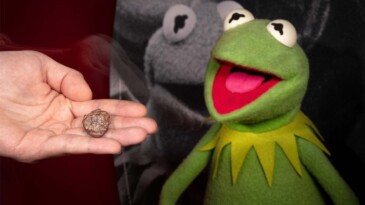Yeni keşfedilen fosile kurbağa Kermit’in adı verildi