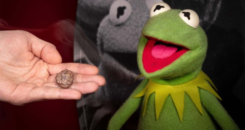 Yeni keşfedilen fosile kurbağa Kermit’in adı verildi