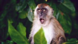 Maymun saldırdı, “Monkey B” virüsü bulaştı