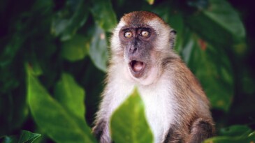 Maymun saldırdı, “Monkey B” virüsü bulaştı