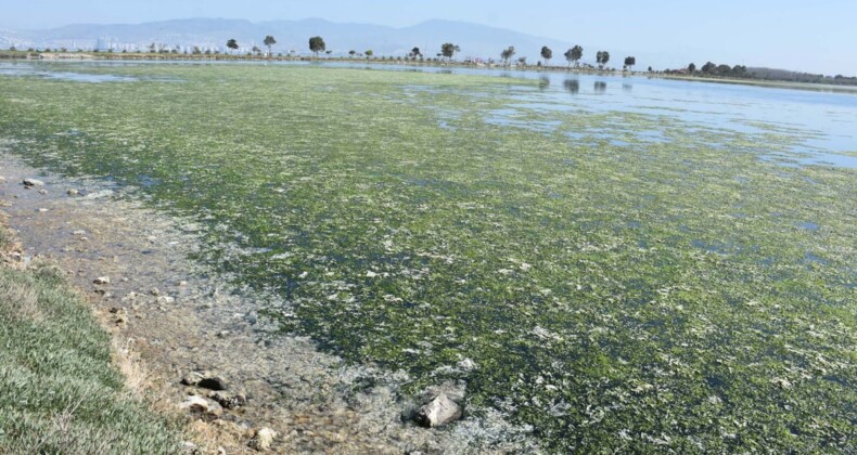 Yüzlerce kuş türüne ev sahipliği yapan Çakalburnu Dalyanı deniz maruluyla kaplandı