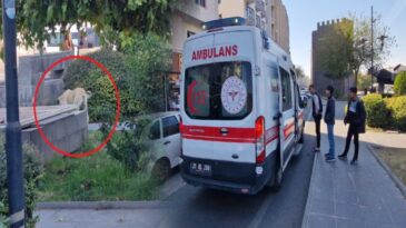 7 yaşındaki Eyüp’ü mendil starken köpek ısırdı