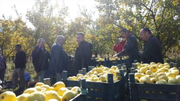Adana’da Ayva Hasadı Başladı