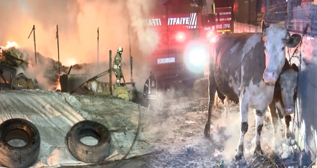 Esenyurt’ta büyük yangın: Çok sayıda hayvan öldü