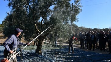 Hasat başladı, mahsul dallardan taştı: Bu yıl sofralara küçücük gelecek